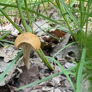 Voreilender Ackerling