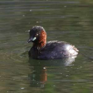 Little Grebe