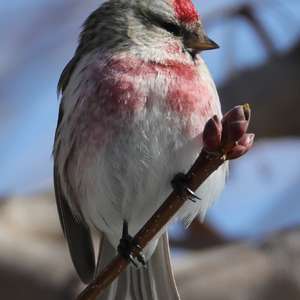 Common Redpoll