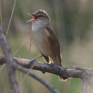 Great Reed-warbler
