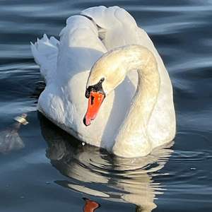 Mute Swan