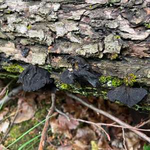 Unknown Species