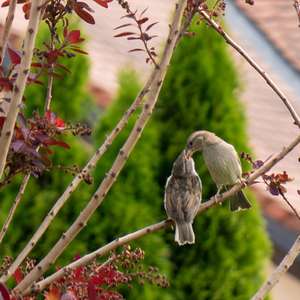 Eurasian Tree Sparrow
