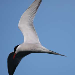 Common Tern
