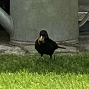 Eurasian Blackbird