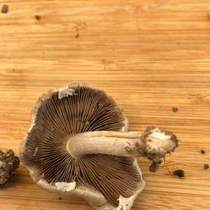 Psathyrella, Common