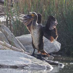 Great Cormorant