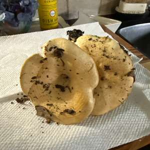 Unknown Species