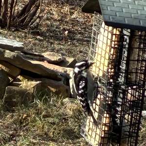 Downy Woodpecker
