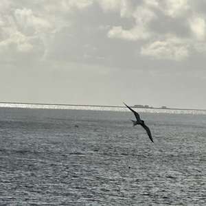 Arctic Tern