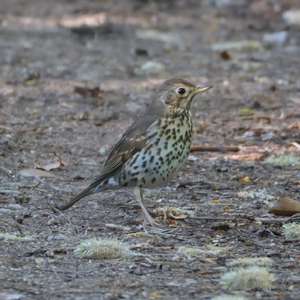 Song Thrush