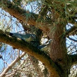 Common Wood-pigeon
