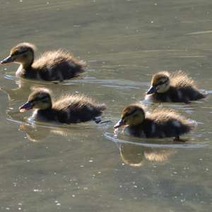 Mallard