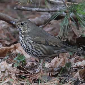 Song Thrush