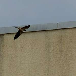 Barn Swallow