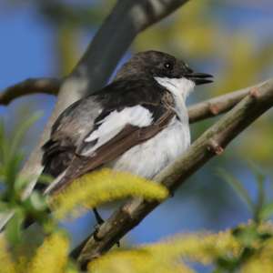 European Pied Flycatcher