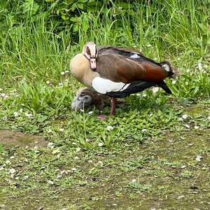 Egyptian Goose