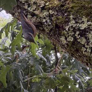 Wood Nuthatch