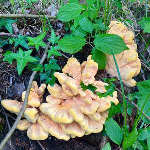 Chicken Mushroom