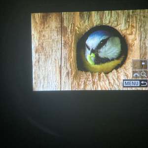 Blue Tit