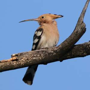 Eurasian Hoopoe