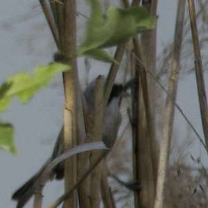 Eurasian Penduline-tit