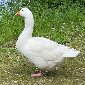 Greater White-fronted Goose