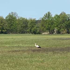White Stork
