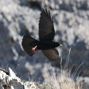 Yellow-billed Chough