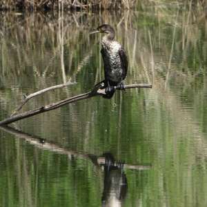 Kormoran