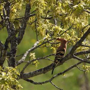 Eurasian Hoopoe