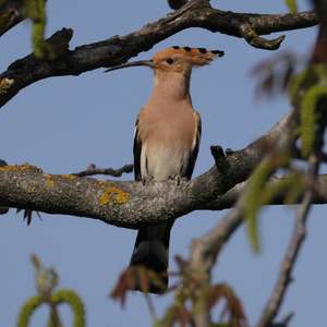 Eurasian Hoopoe