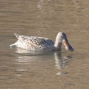 Northern Shoveler