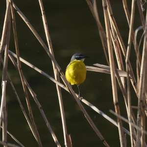 Yellow Wagtail