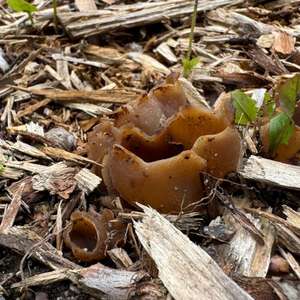 Unknown Species