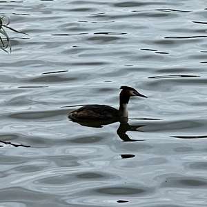 Great Crested Grebe