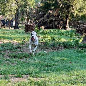 Argentinische Dogge