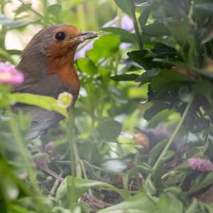 European Robin