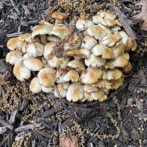 Unknown Species
