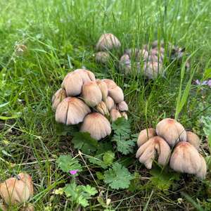 Mica Cap