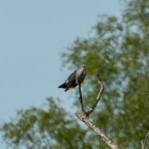 Common Cuckoo