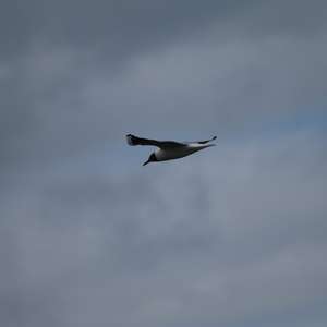 Black-headed Gull