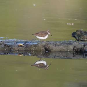 Common Sandpiper