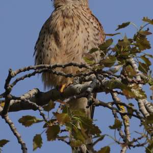 Common Kestrel