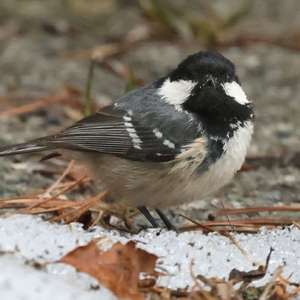 Coal Tit