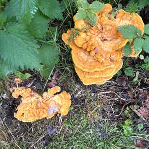 Unknown Species