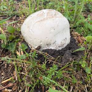 Giant Puffball