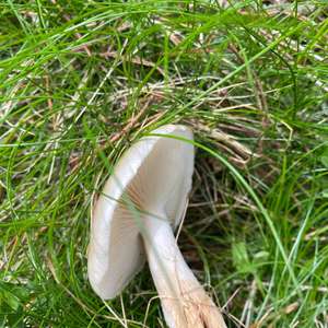 Unknown Species