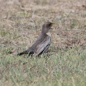 Ring Ouzel