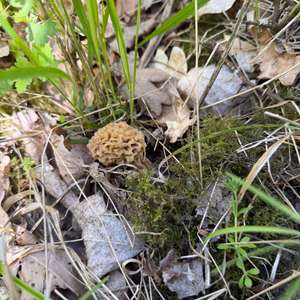 Yellow Morel